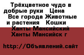 Трёхцветное чудо в добрые руки › Цена ­ 100 - Все города Животные и растения » Кошки   . Ханты-Мансийский,Ханты-Мансийск г.